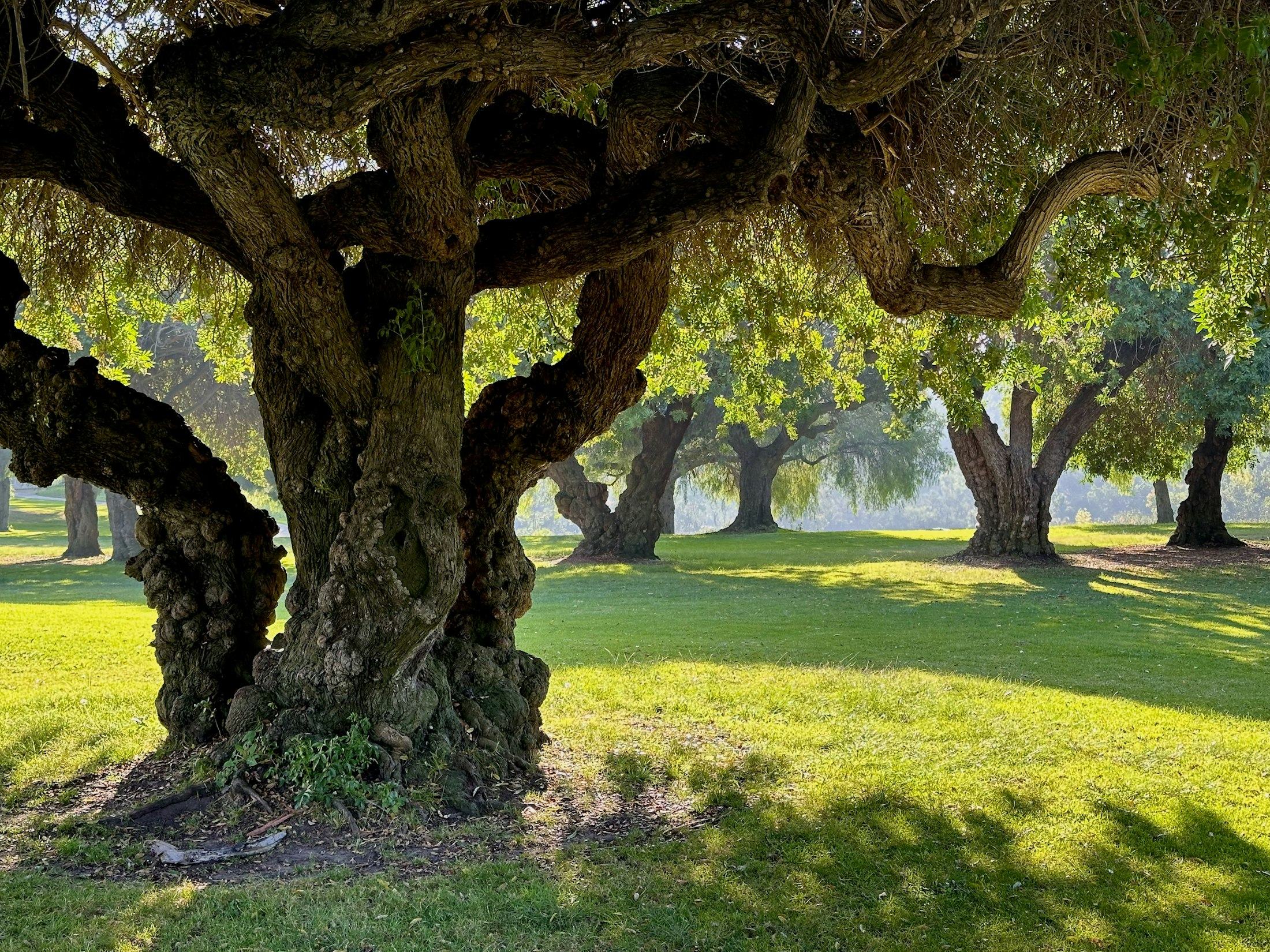 Old cork oak trunks with harvested bark in dappled light