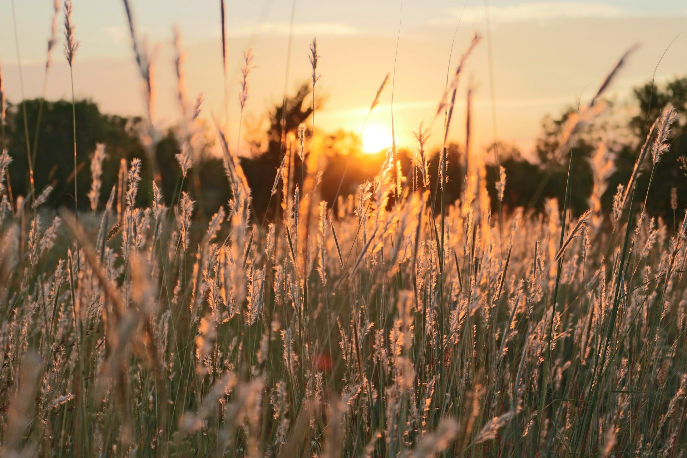 Tall grasses lit by a low sun