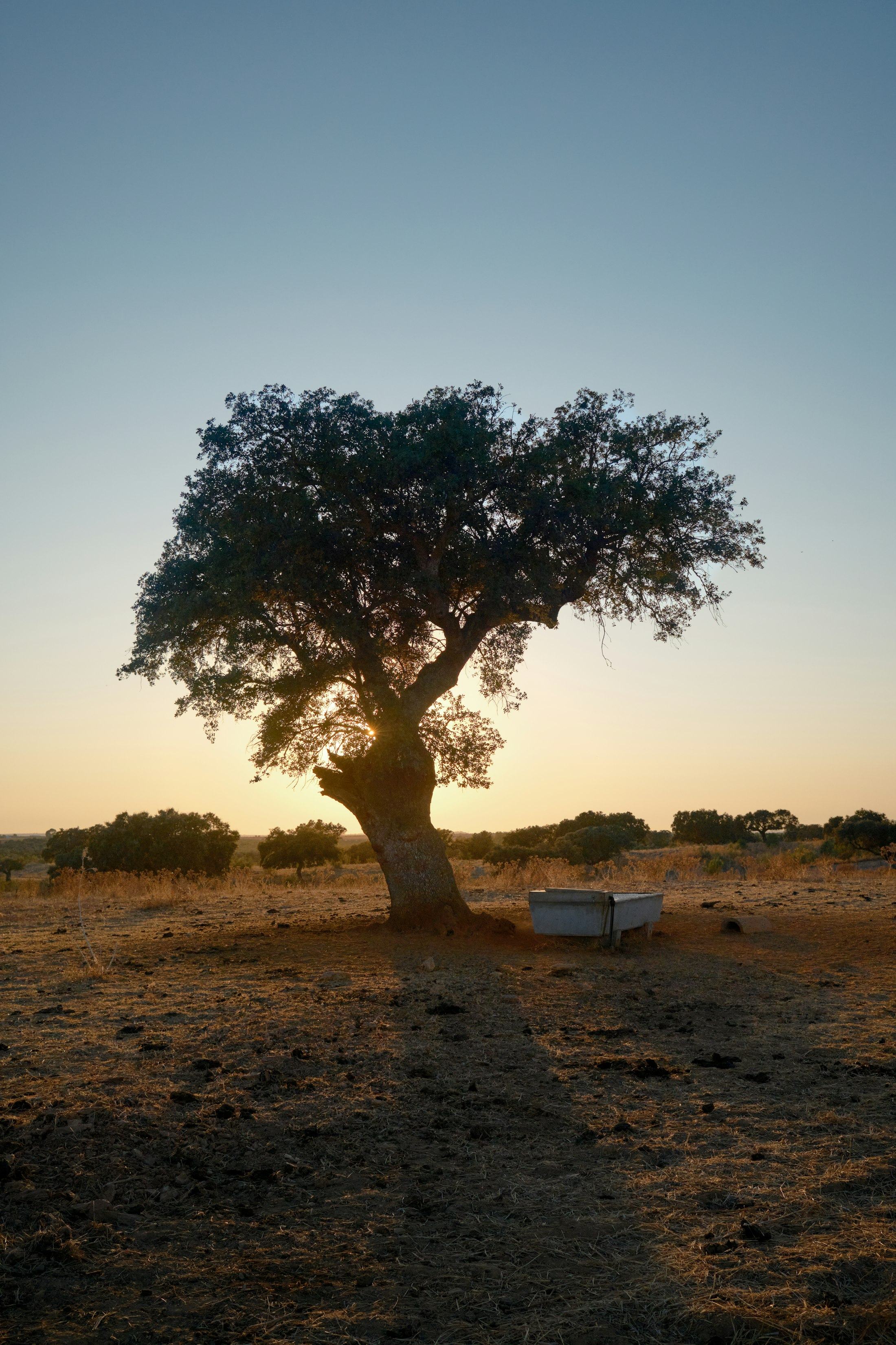 A mature cork oak in dry Alentejo grassland at golden hour