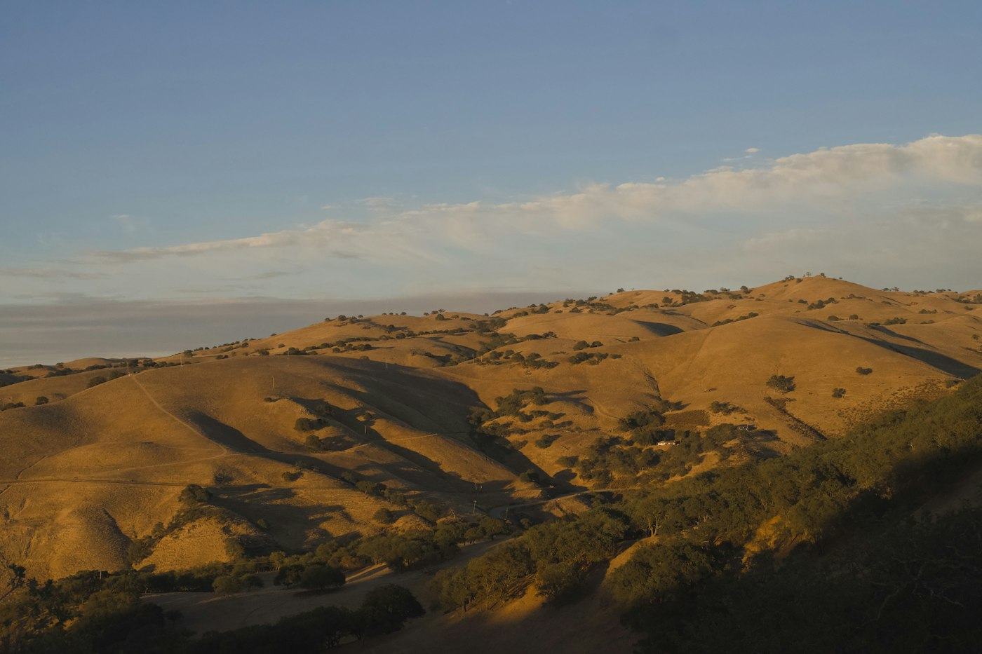 Rolling golden hills dotted with trees under a clear sky