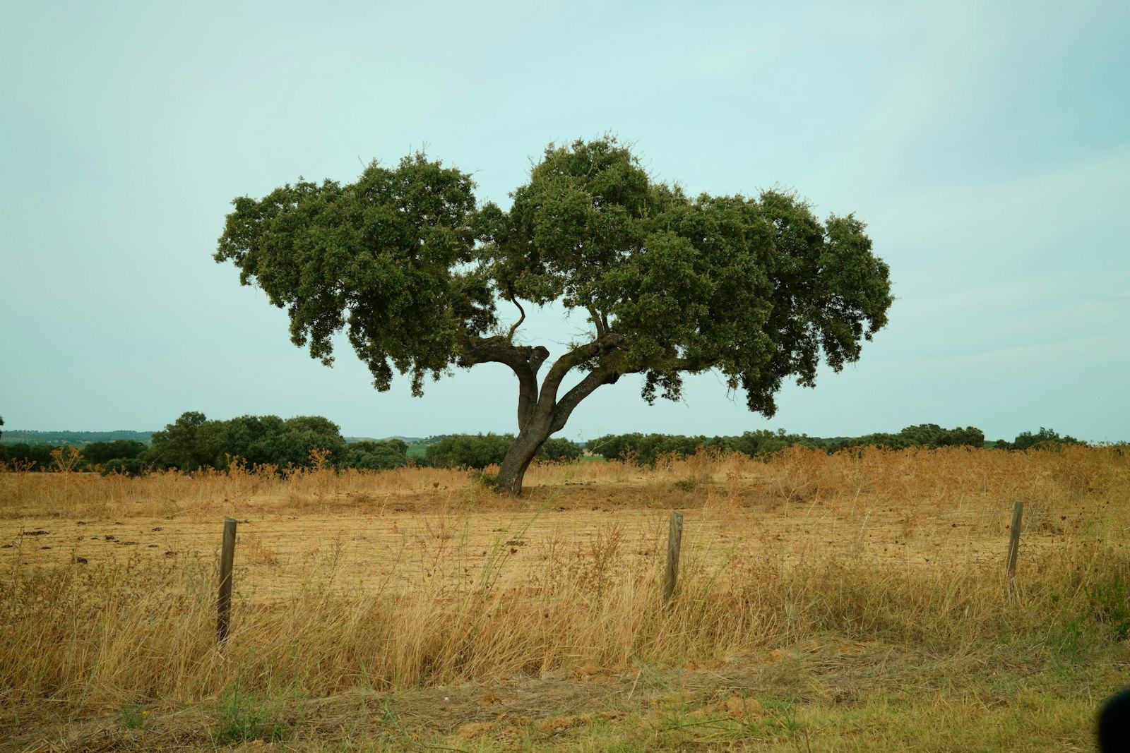 A lone cork oak beside a wooden fence in dry pasture