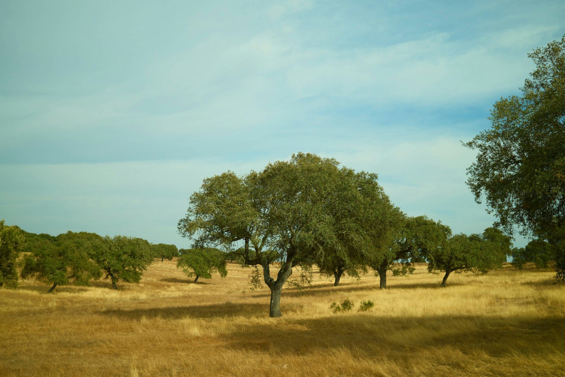 A cork oak grove with dry grass and long afternoon shadows