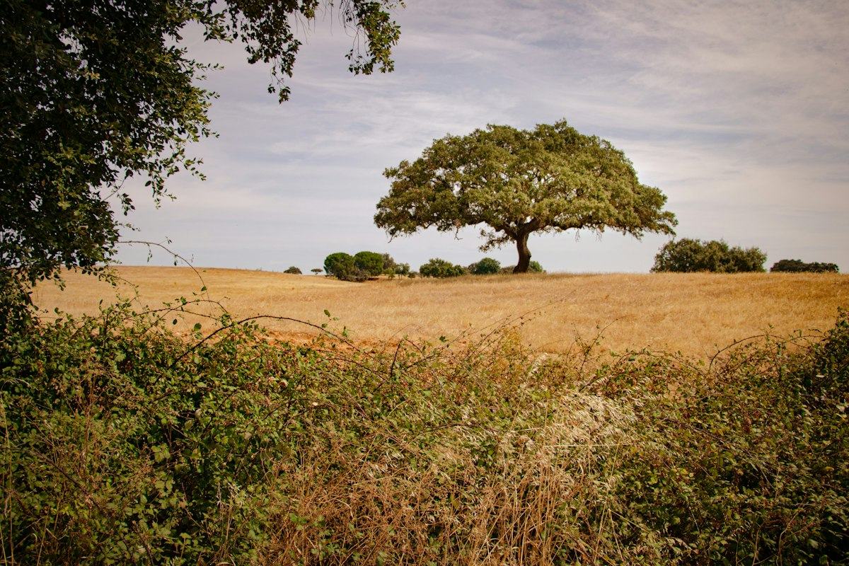A single cork oak on a golden field in the Alentejo
