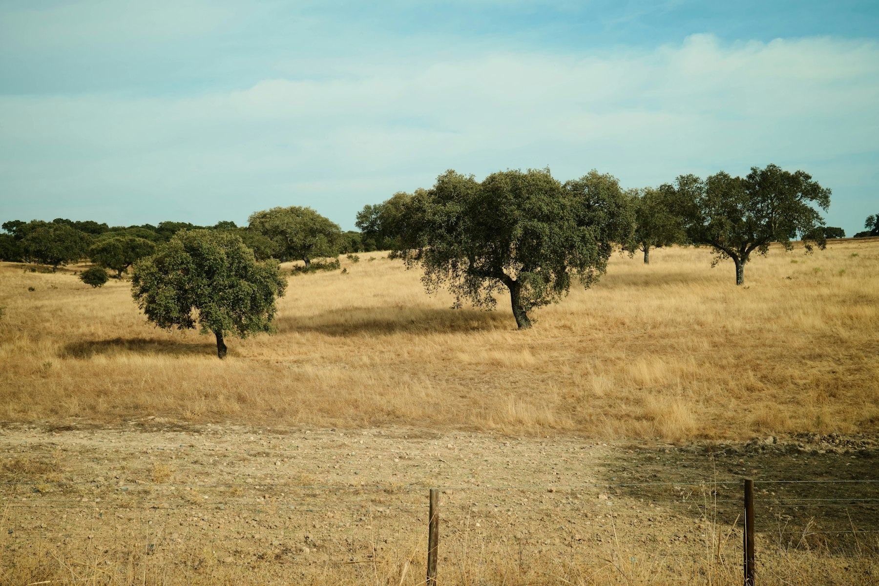 Cork oaks scattered across pale summer grasses under a wide sky