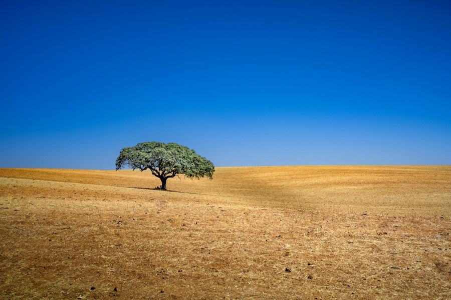 A single tree on a golden plain under a deep blue sky