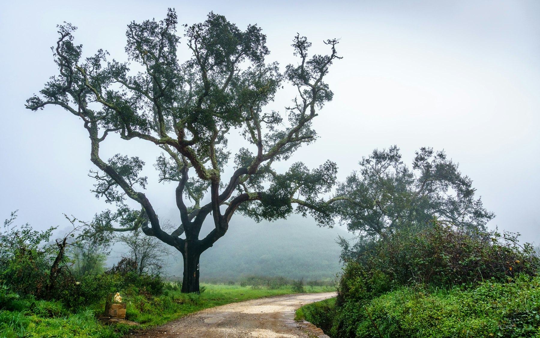 A cork oak beside an earth track in soft morning mist