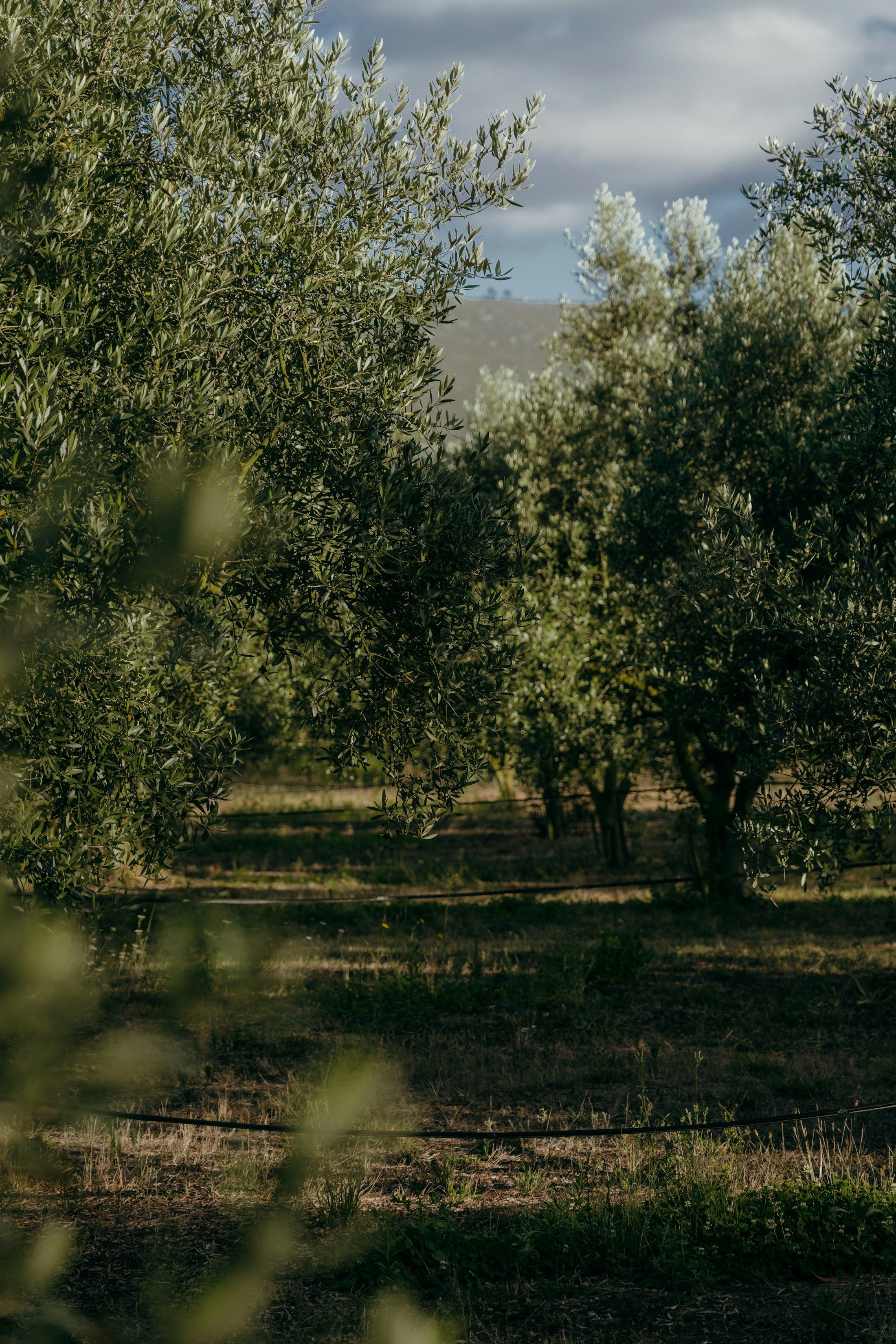 Silver olive trees standing in dry grass
