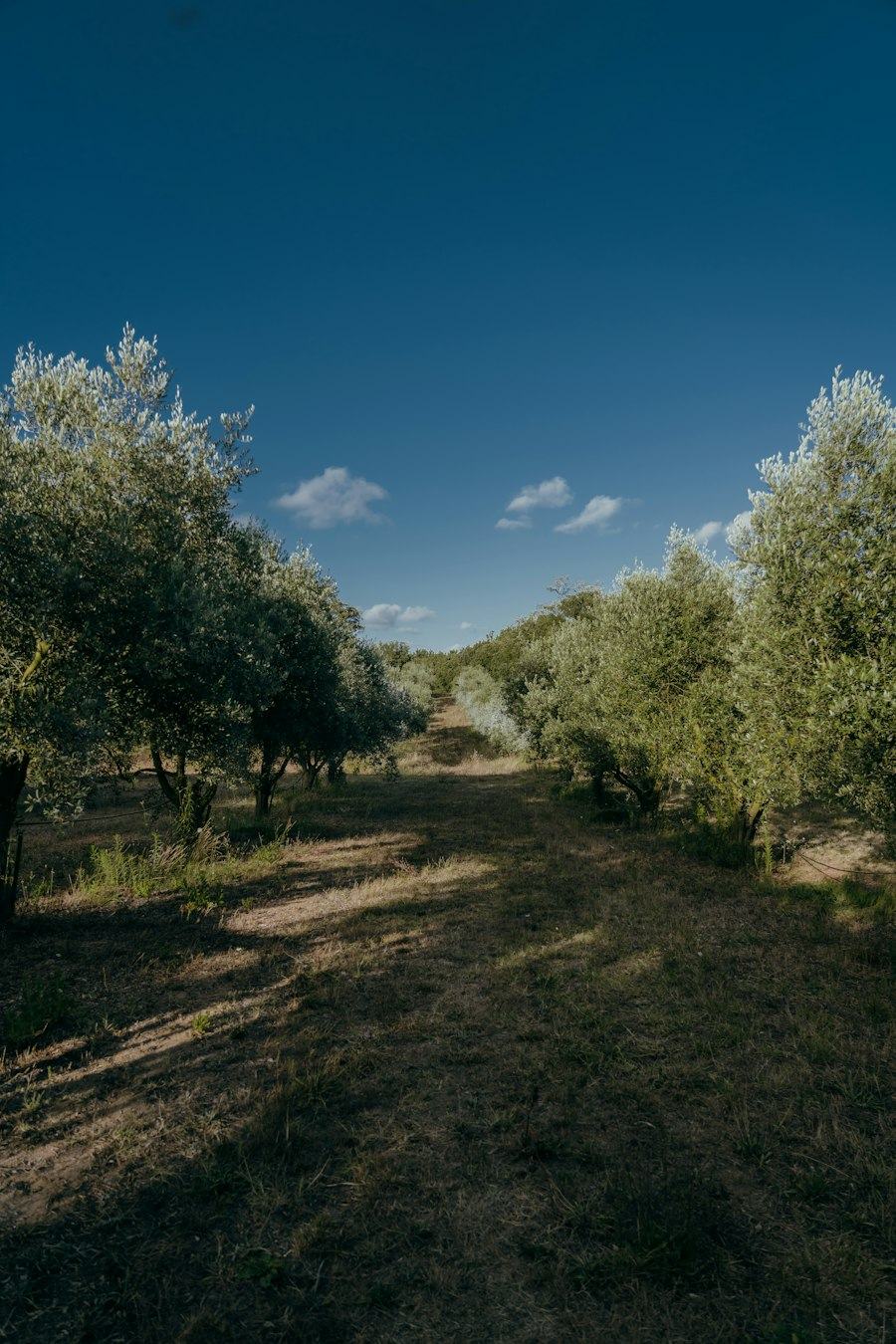 An earth track winding through an olive grove