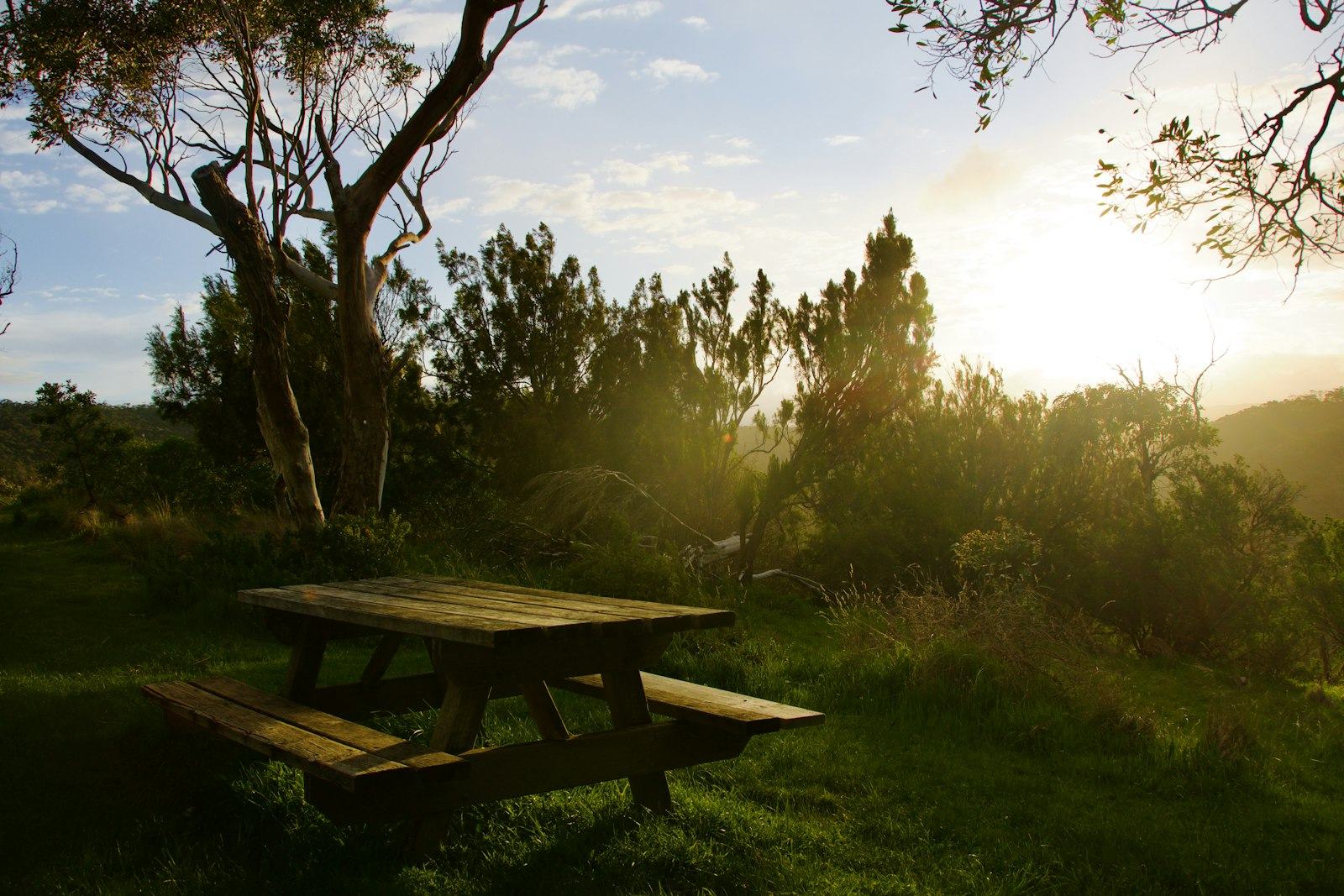 A wooden table beneath a tree at sunset