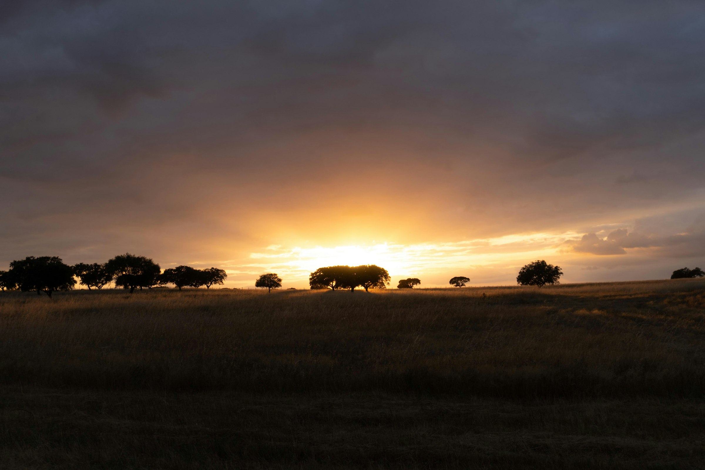 Cork oak silhouettes against an Alentejo sunset